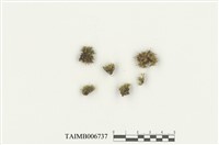 藏品(木靈苔屬)的圖片